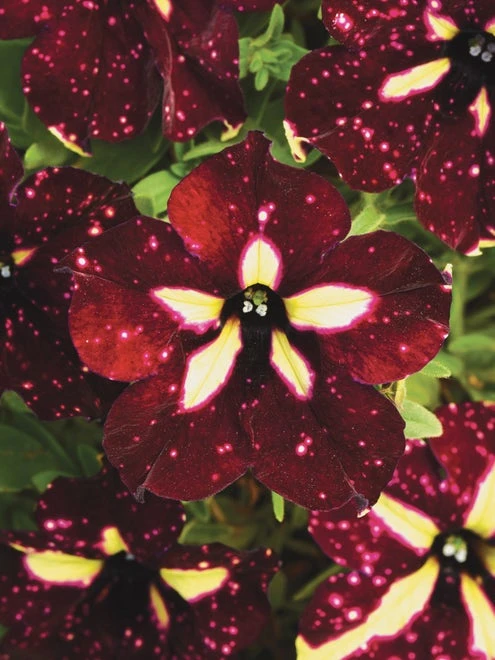 Petunia, Starry Sky Burgundy - Image 3