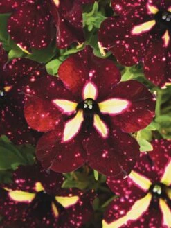 Petunia, Starry Sky Burgundy