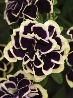Petunia, Midnight Gold