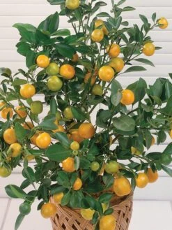 Washington Navel Orange Citrus Tree