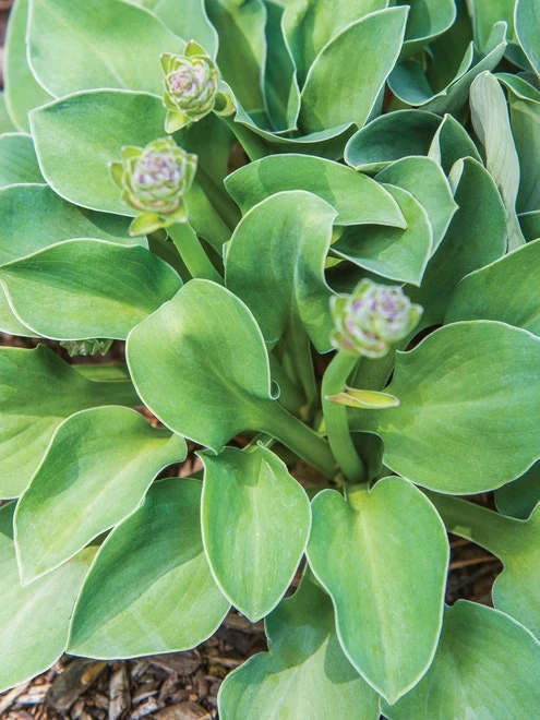 Hosta, Blue Mouse Ears - Image 5