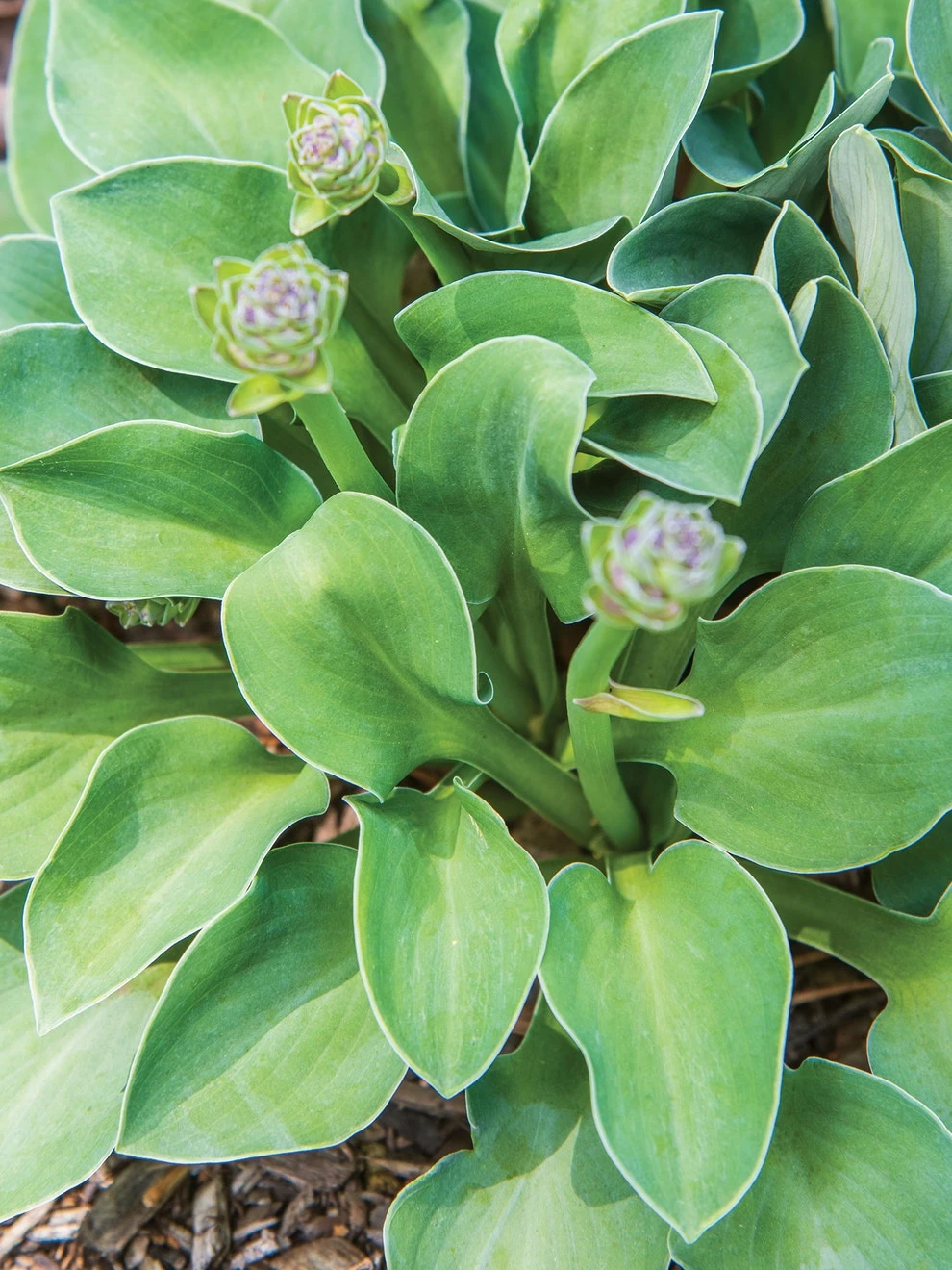Hosta, Blue Mouse Ears - Image 2