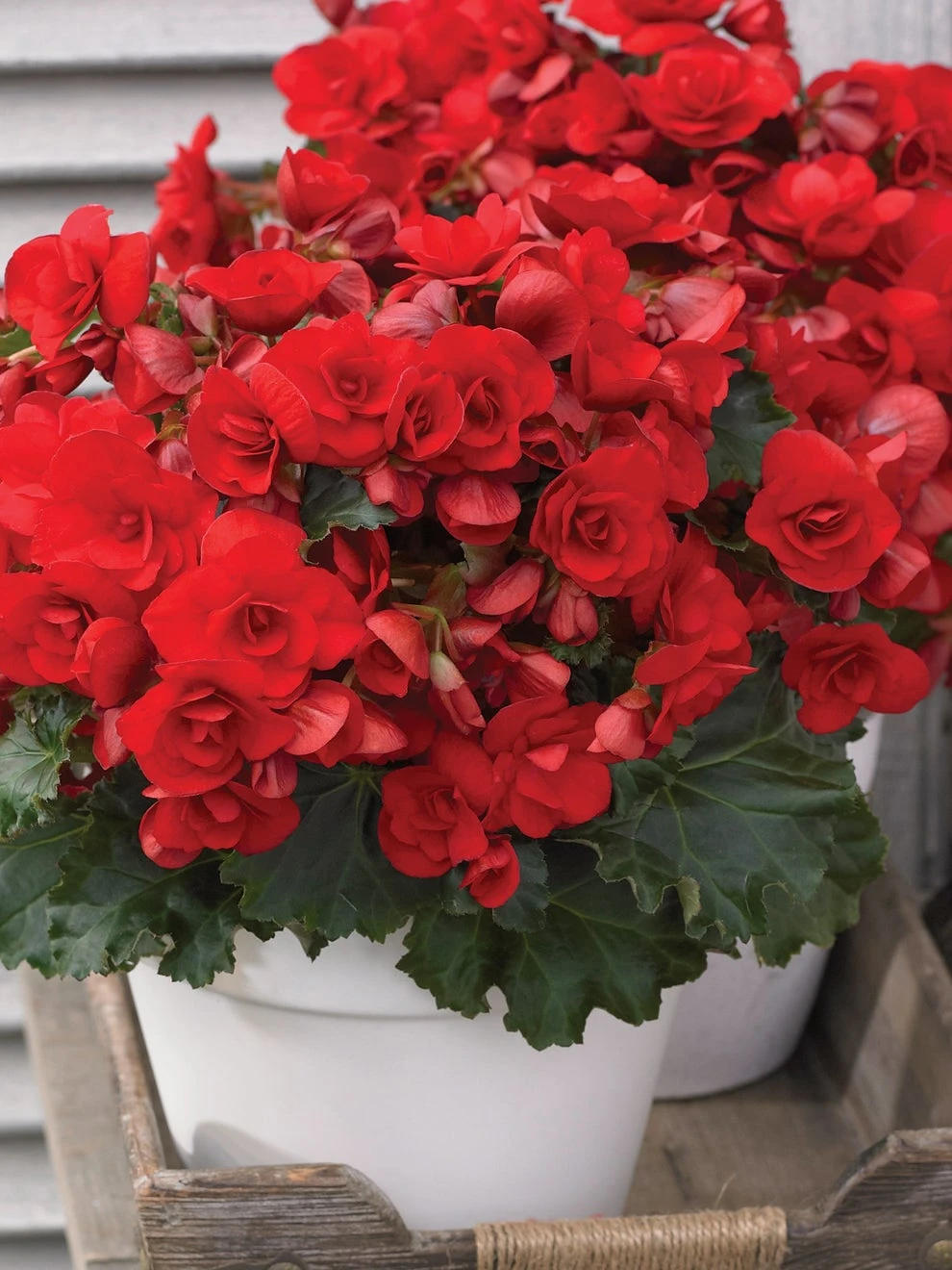Begonia, Vermillion Red