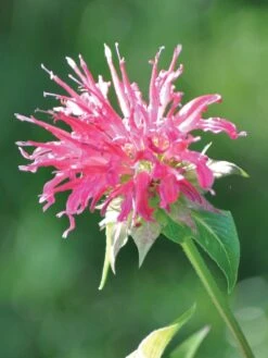 Monarda, Coral Reef PPAF