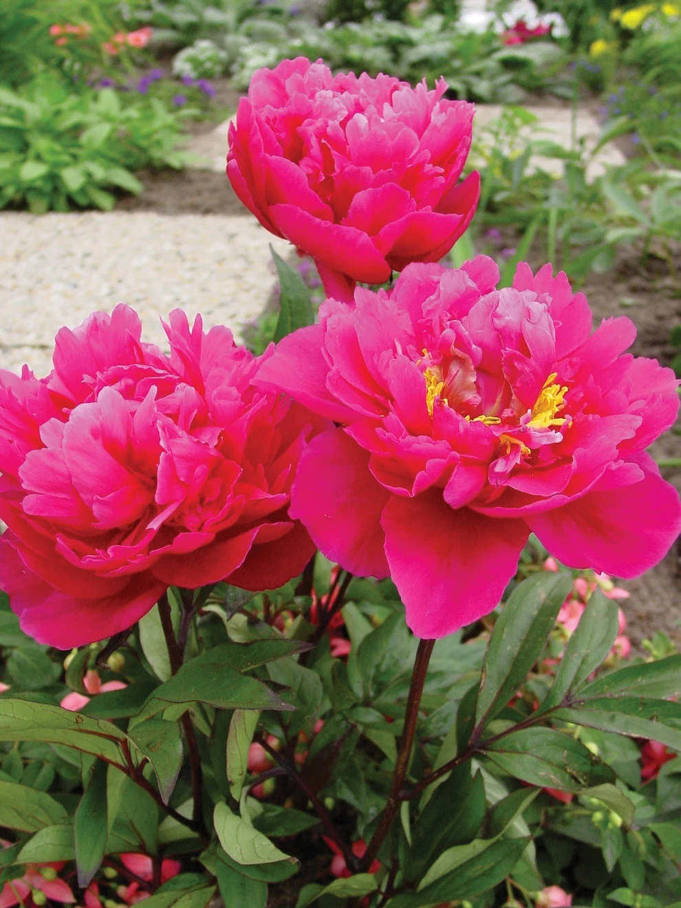 Peony, Karl Rosenfield