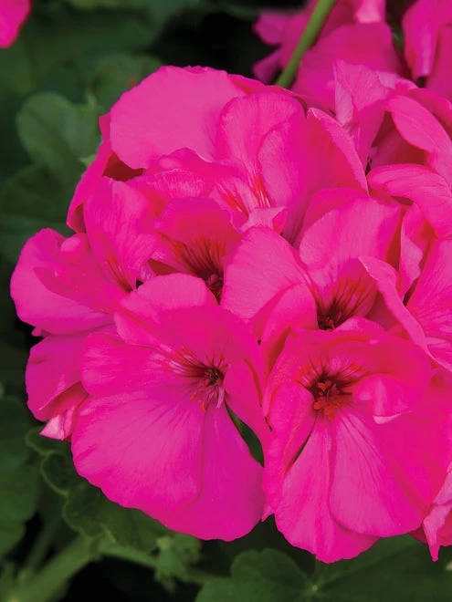 Geranium, Calliope Lavender Rose - Image 2