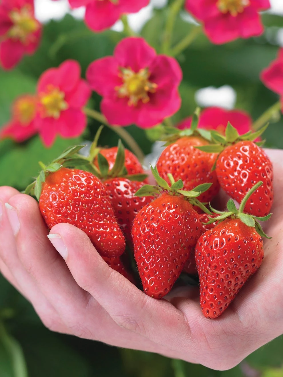 Strawberry, Toscana - Image 2
