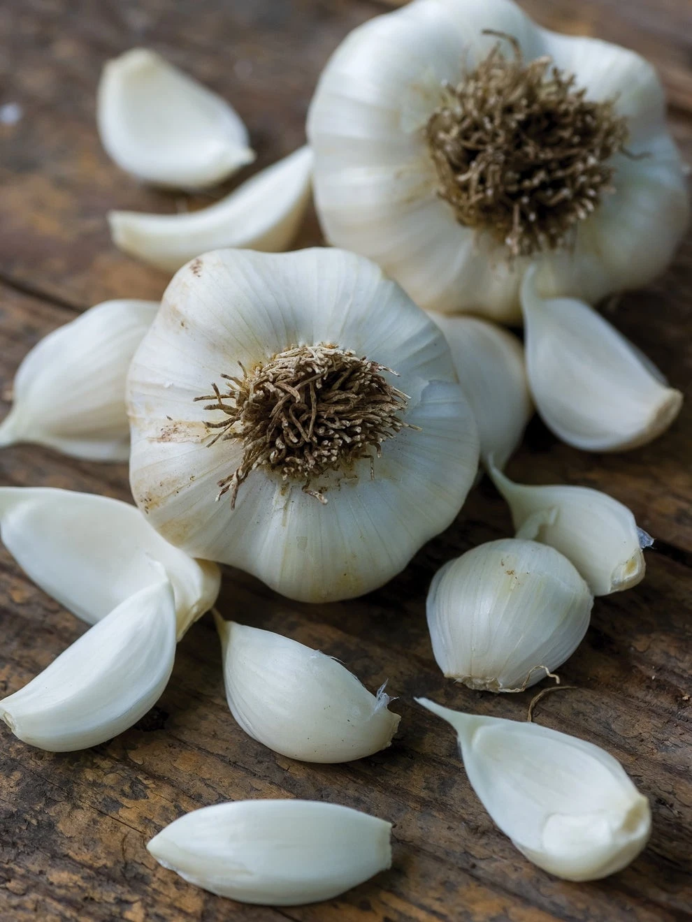Garlic, Silver Rose