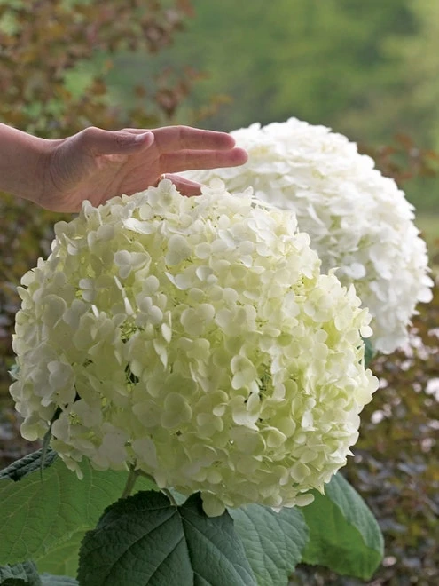 Hydrangea Arborescens, Incrediball® - Image 5