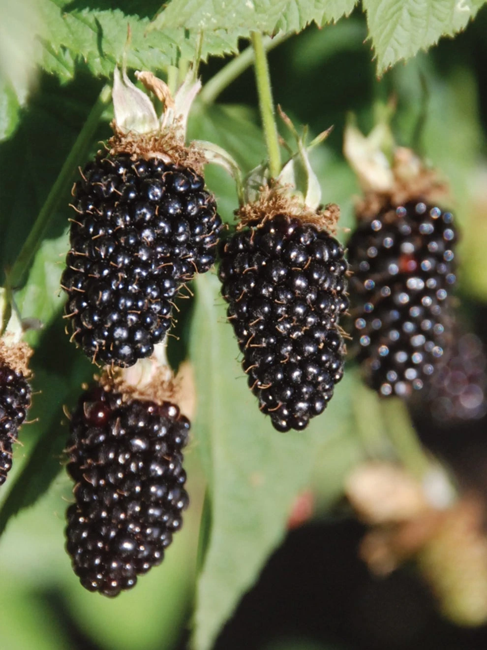 Blackberry, Hall’s Beauty