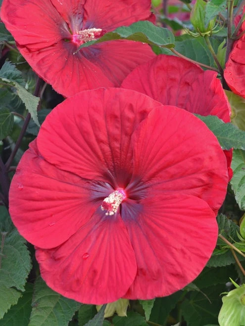 Hibiscus, Vintage Wine - Image 3