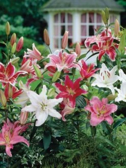 Lilies, Fragrant Oriental Mixed