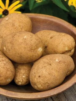 Potato, Rio Grande Russet