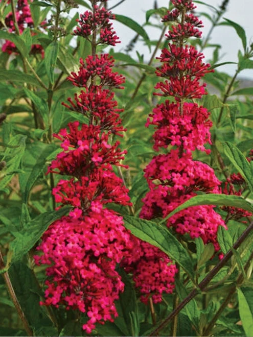 Buddleia, Prince Charming - Image 3