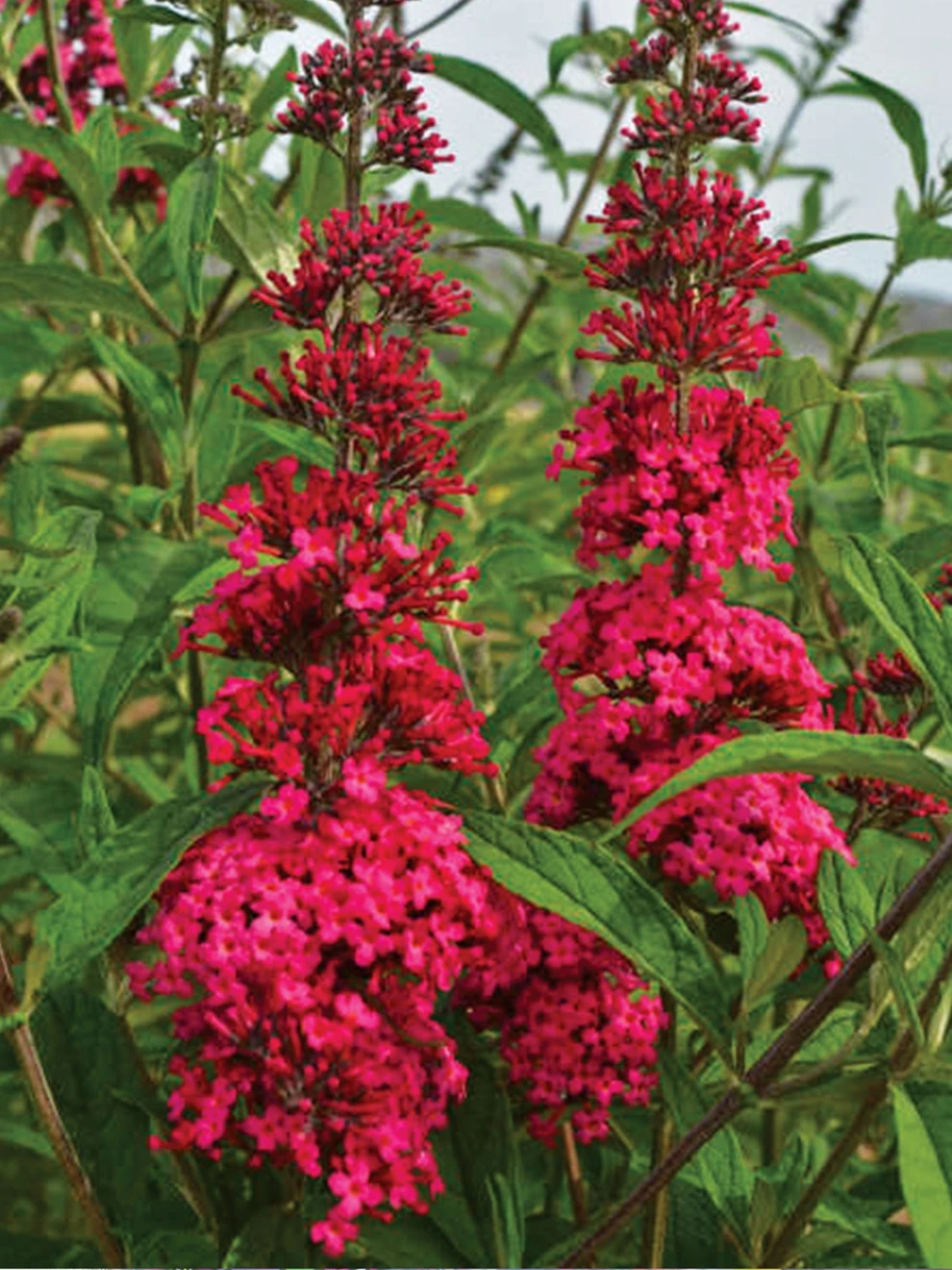 Buddleia, Prince Charming