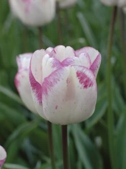 Tulip, Shirley