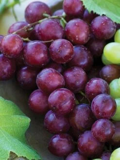 Grape, Reliance Seedless