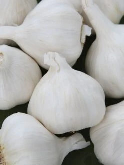 Garlic, Italian Late