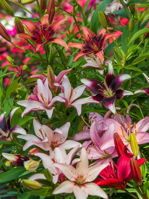 Lilies, Perennial Mixed - Image 3
