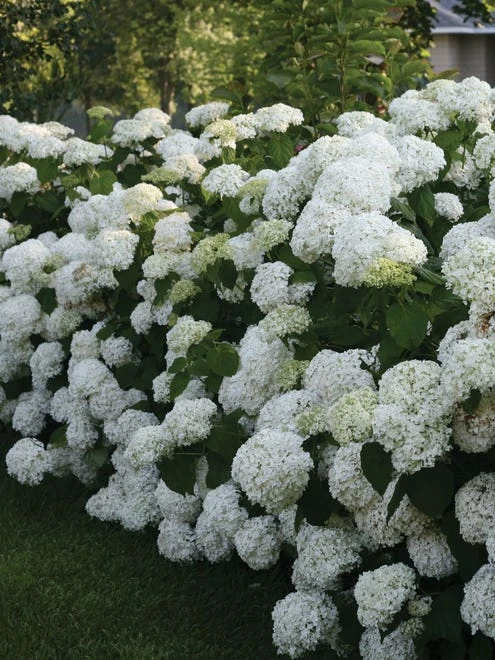 Hydrangea Arborescens, Incrediball® - Image 4