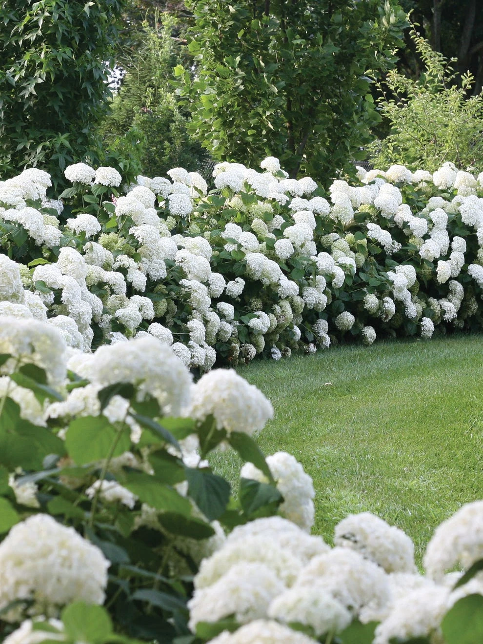 Hydrangea Arborescens, Incrediball® - Image 3