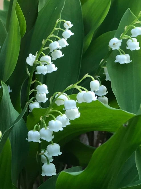 Lily Of The Valley Bordeaux - Image 2