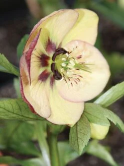 Hellebore, Painted Bunting