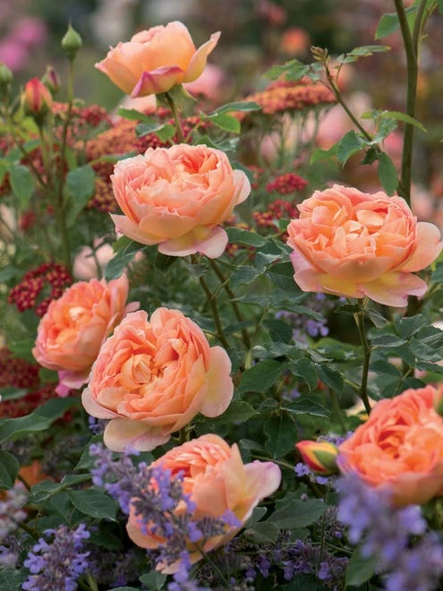 Rose, Lady Of Shalott - Image 4