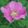 Rosa Rugosa, Rubra