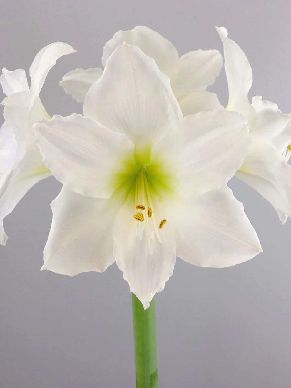 Amaryllis, Christmas Gift - Image 2