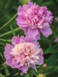 Paeonia, Sorbet