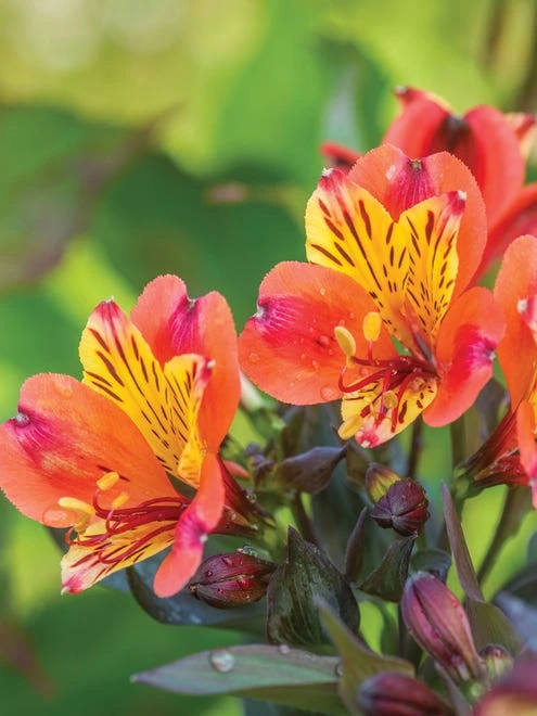 Alstroemeria, Indian Summer - Image 5