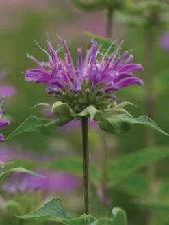 Monarda Fistulosa, Humdinger