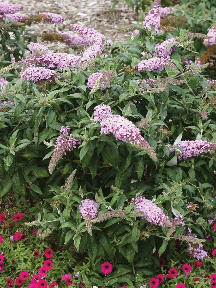 Buddleia, Pugster Pinker®