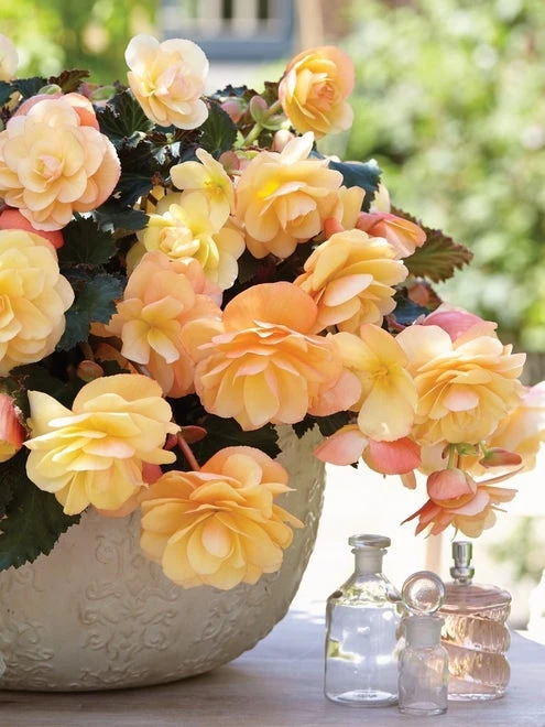 Begonia, Fragrant Falls Peach - Image 2