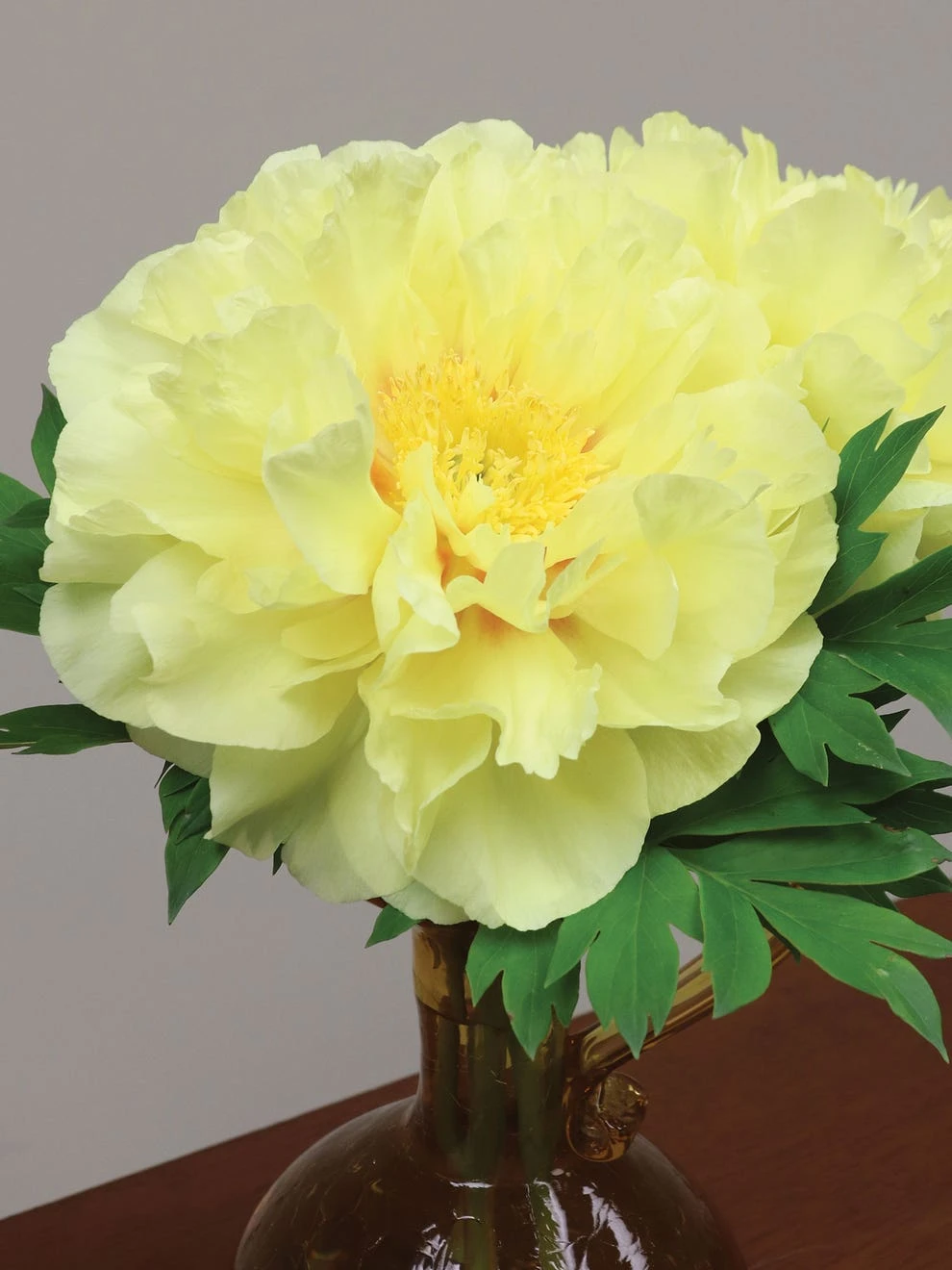 Peony, Itoh Bartzella - Image 2