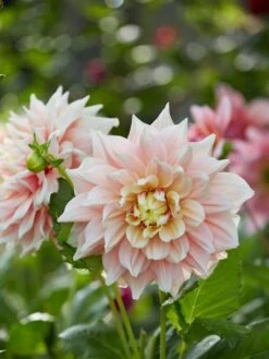 Dahlia, Break Out