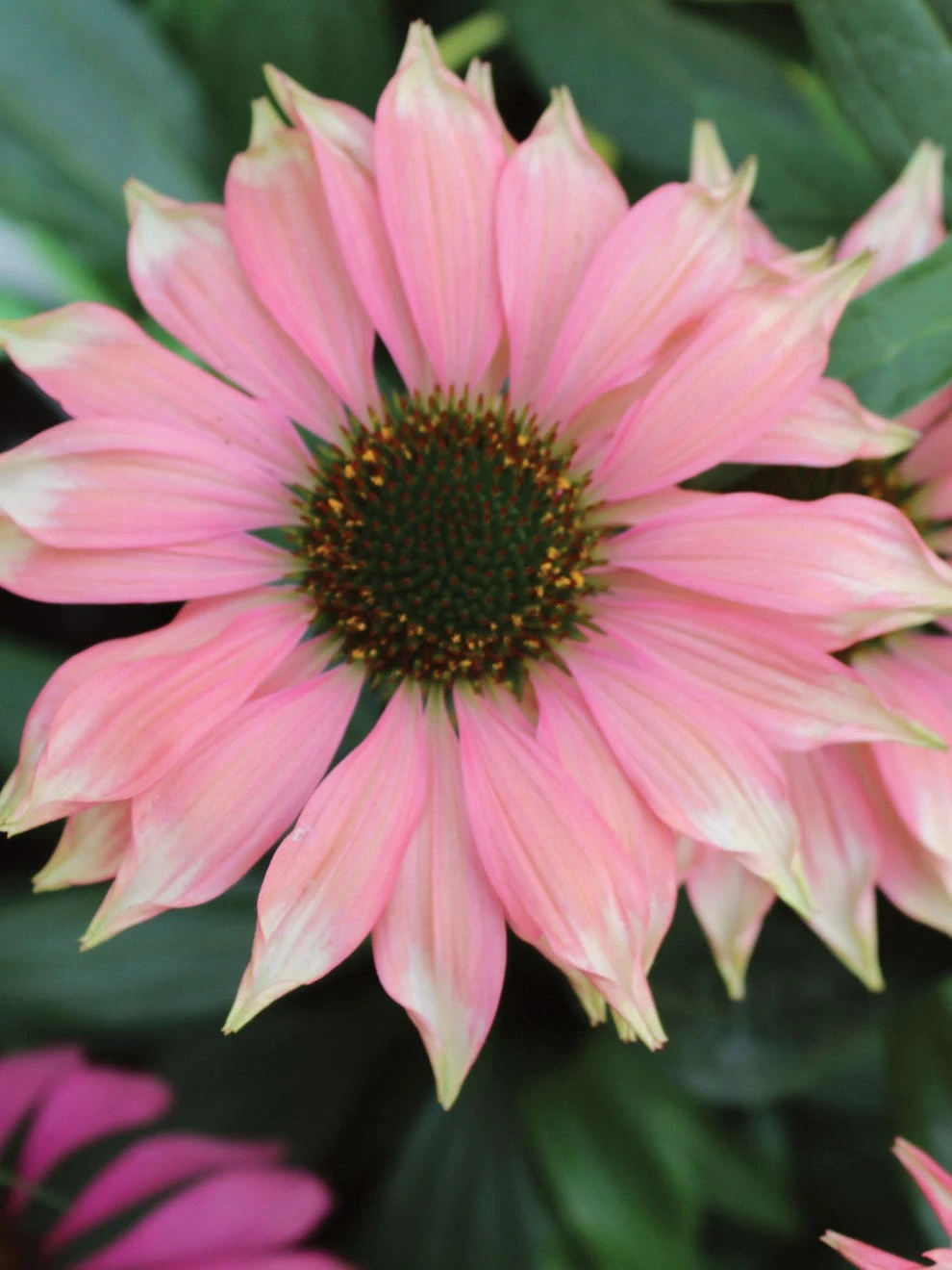 Echinacea, Playful Meadow Mama - Image 2