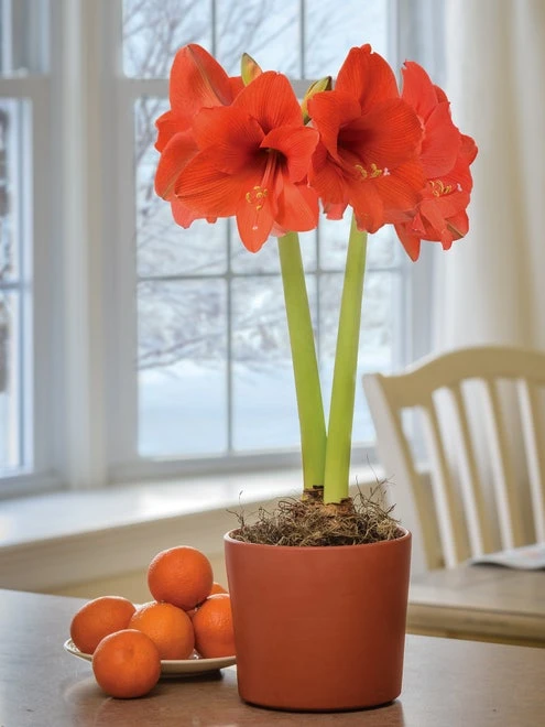 Amaryllis, Naranja - Image 6