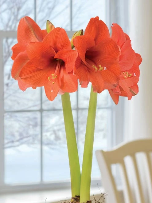 Amaryllis, Naranja - Image 7