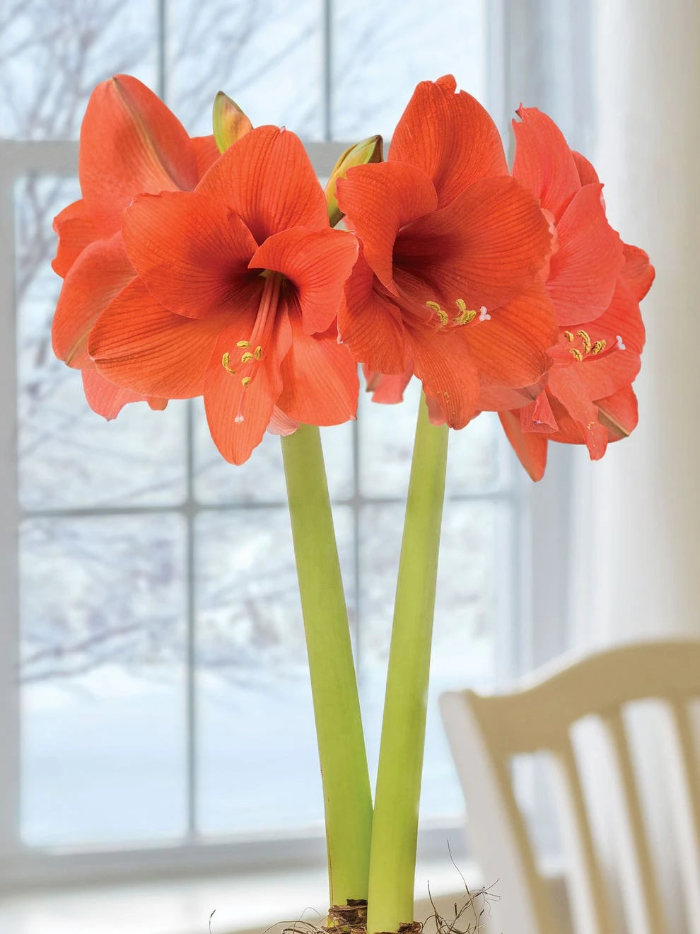 Amaryllis, Naranja - Image 3