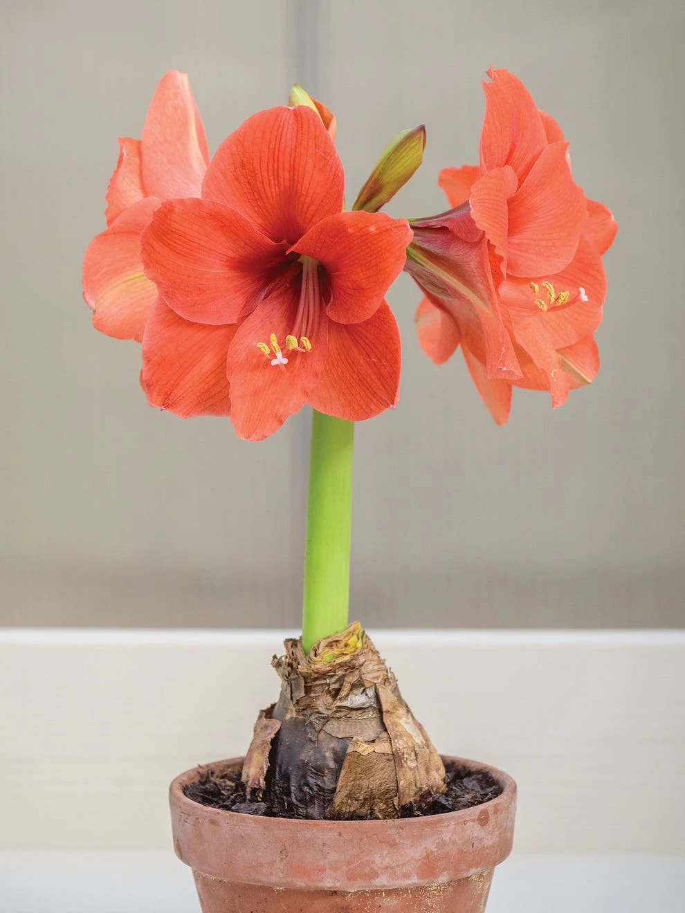 Amaryllis, Naranja - Image 4