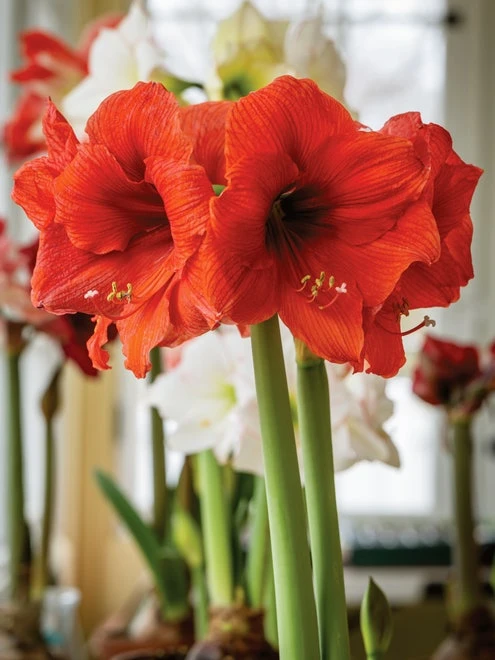 Amaryllis, Naranja - Image 5