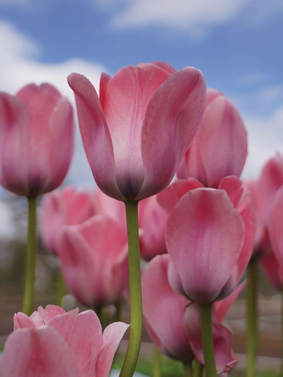 Tulip, Bella Blush - Image 2