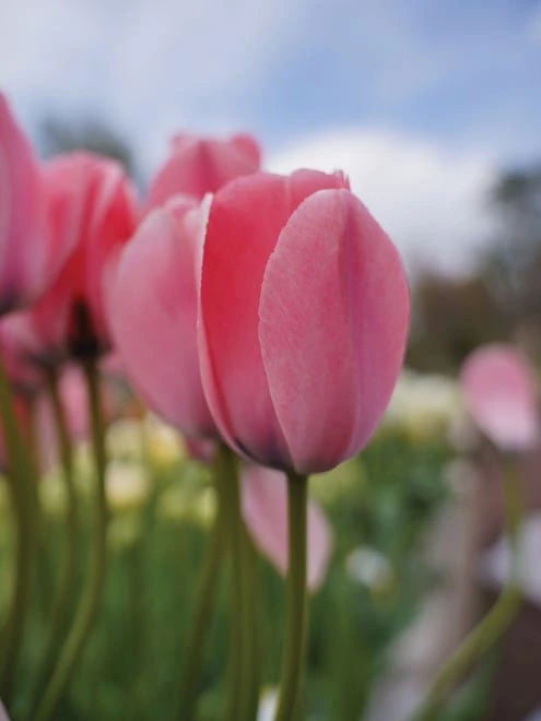 Tulip, Bella Blush - Image 6