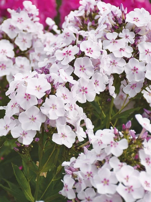 Phlox Paniculata, Party Girl - Image 6
