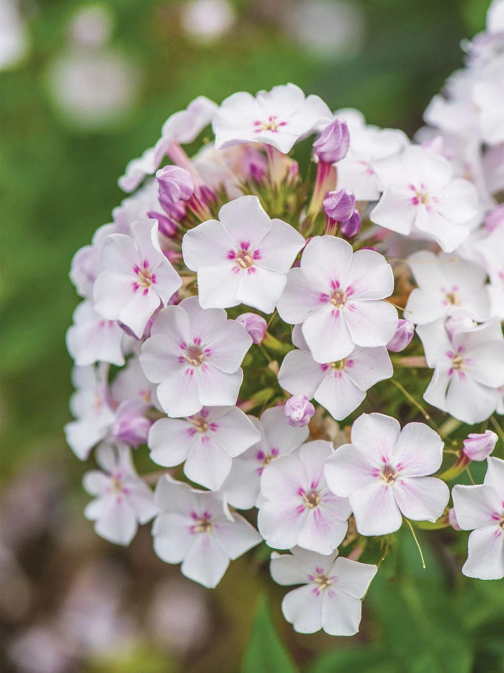 Phlox Paniculata, Party Girl