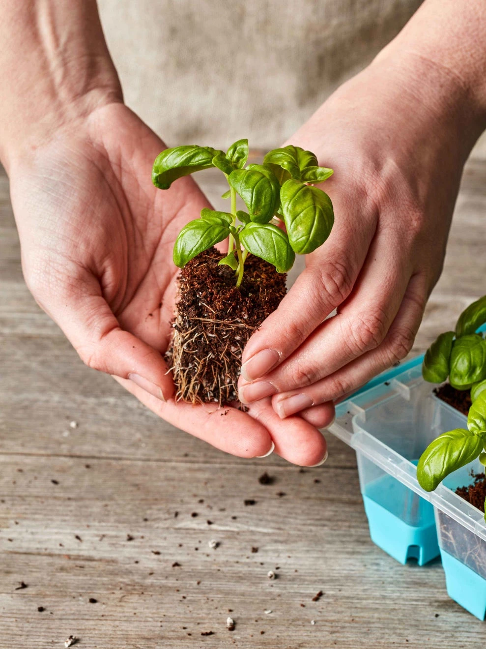 SuperSeed Seed Starting Tray, 36 Cell - Image 2