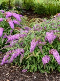 Buddleia, Violet Cascade