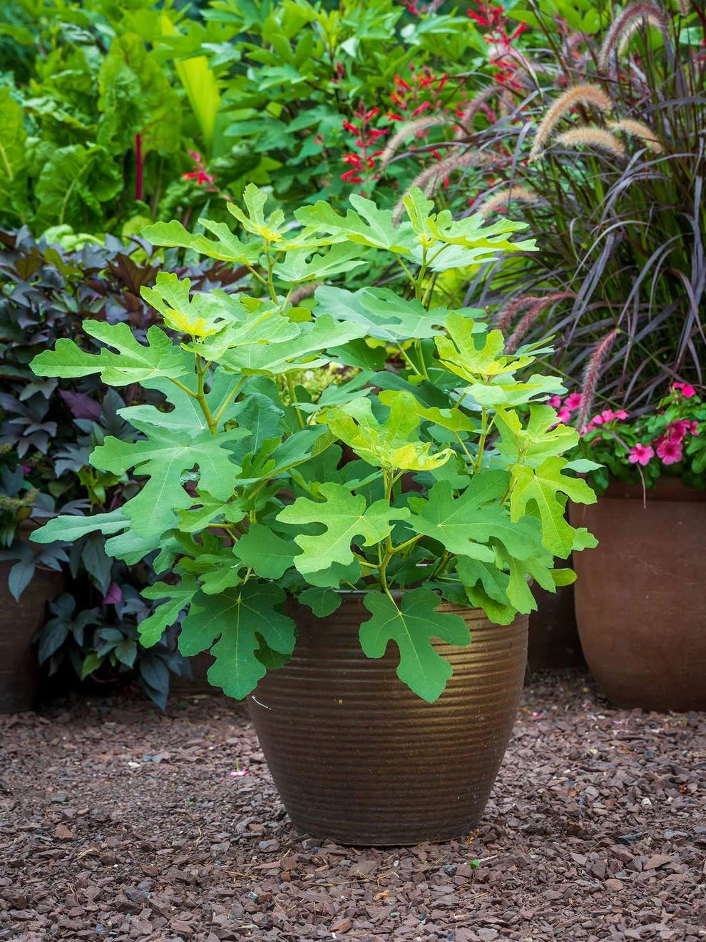 Fig, Fignomenal - Image 2